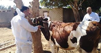 تحصين أكثر من 101 ألف رأس ماشية في الحملة القومية للحفاظ على الثروة الحيوانية ببنى سويف