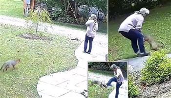 استغل انشغالها بطريقة ماكرة.. ثعلب يهاجم امرأة في حديقة منزلها (فيديو)