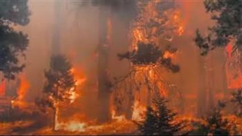 هيئة الغابات الفيدرالية الروسية: إخماد كل الحرائق في أقصى شرق البلاد