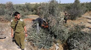 الاحتلال الاسرائيلى يقتلع 100 شجرة زيتون معمرة فى شرق الخليل