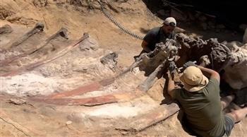 الأكبر في سلالته.. العثور على متحجرات ديناصور في حديقة منزل بالبرتغال