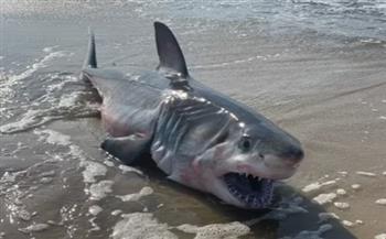 خرجت بسبب الحر.. رعب في شواطئ فلوريدا بسبب أسماك القرش (فيديو) 