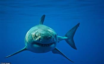 الكشف عن النقاط الساخنة لهجوم أسماك القرش في العالم