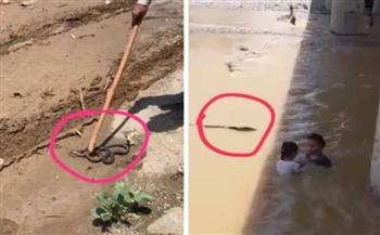 بسبب سيول المملكة .. ثعبان يهدّد حياة طفلتين سعوديتين (فيديو)