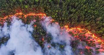"حماية الغابات الروسية": احتراق أكثر من 143 ألف هكتار من الأراضي خلال 24 ساعة