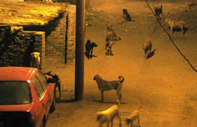  إنشاء "حظائر إيواء" لجمع الكلاب الضالة من شوارع أسوان