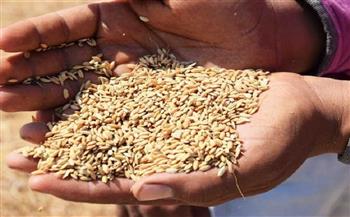 "تموين كفر الشيخ": استلام أكثر من 119 طن أرز شعير بـ 21 موقعا