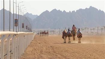 "رياضة شمال سيناء": إقامة سباقات الهجن التراثي بالعريش بعد غد