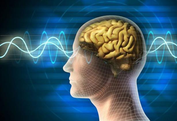 سؤال يراود الجميع ..ما الفرق بين المخ والعقل والدماغ؟