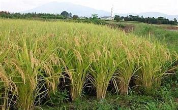 "زراعة كفر الشيخ" تنظم دورات إرشادية عن الأرز وترشيد المياه