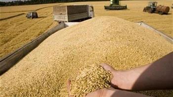 أسيوط تنهي موسم توريد القمح بإجمالي 170 ألفًا و264 طن قمح