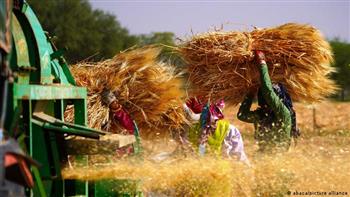 الزراعة: مشروعات لزيادة إنتاج القمح في مناطق جديدة 