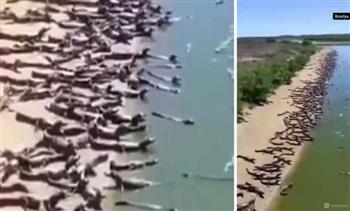 مشهد مروع.. آلاف التماسيح تغزو شاطئ برازيلي وتحتله تمامًا (فيديو)