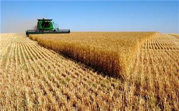 دمياط: حصاد 2000 فدان أرز