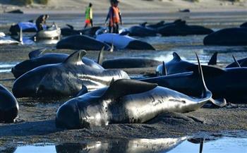 جنوح جماعي لـ"الحيتان الطيارة" على شواطئ أستراليا