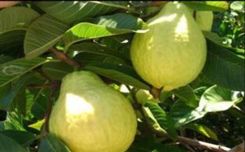  فى موسمها...فوائد الجوافة لاحصر لها