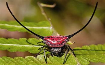 معلومات عن عنكبوت «الحياكة المقرن» الغير ضار بالبشر 