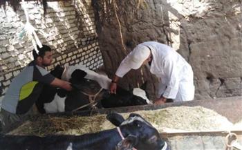 محافظ المنوفية : تحصين ما يزيد على 308 ألاف رأس من الماشية ضد الأمراض الوبائية