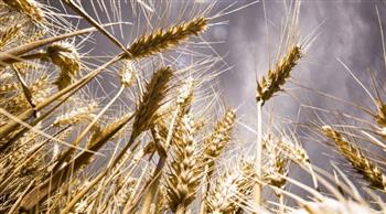 بيلاروسيا تفرض حظراً على تصدير الحبوب لمدة 6 أشهر