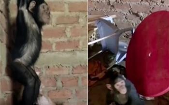 لأول مرة في العالم .. عصابة تخطف 3 قرود شمبانزي مطالبة بـ فدية لإطلاق سراحها  