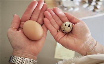 يزيد عليه في البروتين | استشاري تغذية علاجية : بيض السمان مفيد عن الدجاج 