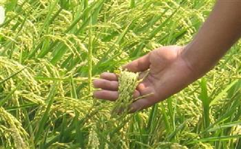 تموين دمياط: توريد 975 طن أرز وحصاد 3 آلاف فدان من المساحة المنزرعة
