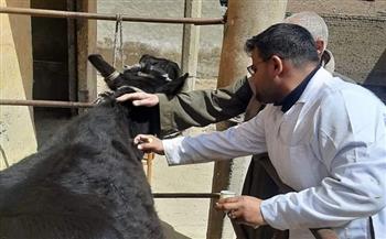 تحصين أكثر من 114 ألف رأس ماشية ضد الحمى القلاعية والوادي المتصدع ببني سويف