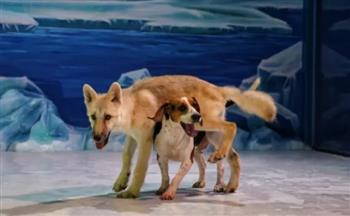 عمره 100 يوم.. أول ذئب مستنسخ من كلب في العالم (فيديو)