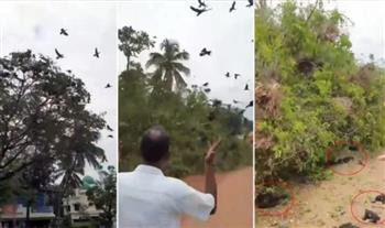 لتوسعة الطريق.. لحظة موت عشرات الطيور في الهند (فيديو)