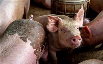 حمى الخنازير الإفريقية تتمدد بوتيرة مقلقة في أوروبا والبلدان تواجه صعوبة في السيطرة