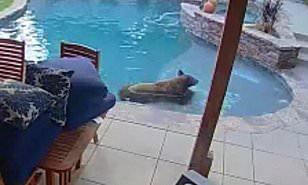 بسبب الحرارة.. دب يستمتع بالسباحة في حديقة منزل (فيديو)