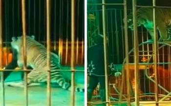 نمر يغدر بمدربه من الخلف ويحاول افتراسه داخل سيرك | فيديو