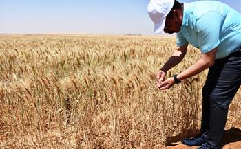 الانتهاء من زراعة 29 ألف فدان من محصول القمح بدمياط