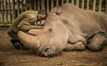 الوداع الأخير.. القصة الكاملة لصورة وحيد القرن على السوشيال ميديا