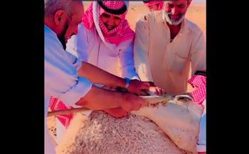 سعوديون يشعلون مواقع التواصل بغسل أسنان ناقة بشكل غريب «فيديو»