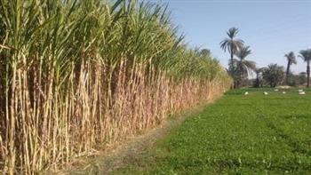 وزير الري: خطة تنفيذية للتحول لنظم الري الحديث في مزارع قصب السكر