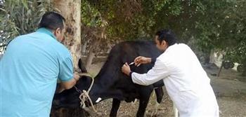 "بيطري الغربية": تحصين 258 ألف رأس من الماشية ضد الأمراض الوبائية