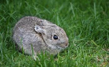 قد كف الايد.. معلومات عن أصغر سلالة أرنب في العالم