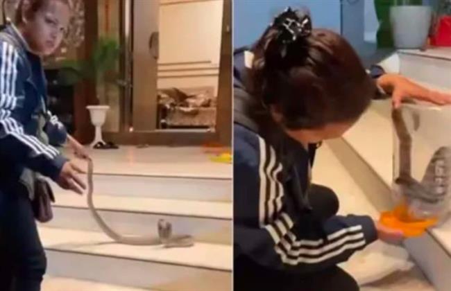 طفلة تسيطر على ثعبان كوبرا سام في أقل من دقيقة «فيديو»