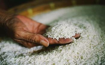 وزير التموين: انتهاء موسم توريد أرز الشعير من المزارعين