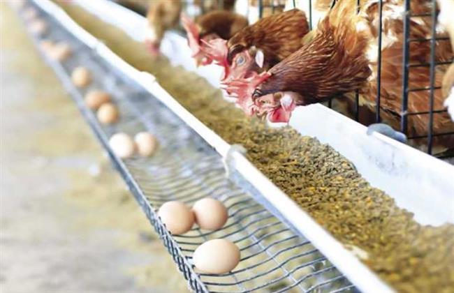 بعد موت أكثر 43 مليون دجاجة.. كارثة تضرب البريطانيين