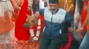 بالرقص والطبول.. حفل زفاف كامل لكلبين على طريقة البشر «فيديو»