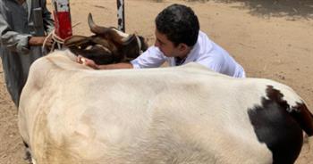 «بيطري بني سويف»: تحصين 26 ألف رأس من الثروة الحيوانية ضد الأمراض الوبائية