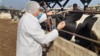 "بيطري بني سويف": تحصين أكثر من 32 ألف رأس من الماشية ضد الأمراض الوبائية