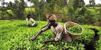 تقرير: إفريقيا قد تصبح سلة غذاء العالم لكن التعطش للإستثمارات يعرقل الطموح