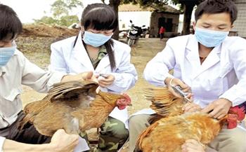 مخاوف من تحول إنفلونزا الطيور لـ"وباء بشري"