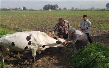 «بيطري الوادي الجديد» تعلن انطلاق الحملة القومية لتحصين الماشية ضد مرض الجلد العقدي