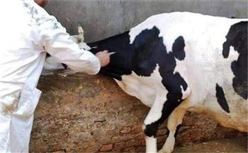 انطلاق فعاليات حملات تحصين الأبقار ضد مرض التهاب الجلد العقدي وجدري الأغنام بأسوان