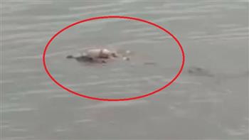 تمساح يعثر على جثة طفل غرق ولم تتمكّن أسرته من إيجاده (فيديو)