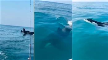 بحركات استعراضية.. الحوت القاتل يظهر في مياه الكويت ويرعب الجميع (فيديو)